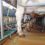 Transition diseases such as mastitis and metritis cause a decrease in milk yield, which could result in the cow being culled. | File photo