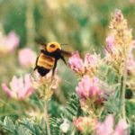 Pasture alfalfa has been decimated by grassfires that swept through parts of southern Alberta last fall. Now, a University of Alberta researcher is studying forage recovery in the wake of fires.  |  File photo