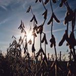 Drought in Argentina is one of the factors behind a shrinking world grain surplus. This soybean crop was photographed last month on a farm near Carlos Casares, Argentina. | REUTERS/Agustin Marcarian photo
