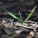 Wild oats are a tough problem in wet years, when they can show their true populations and break from the soil in large numbers, also creating resistance opportunities. | Michael Raine photo