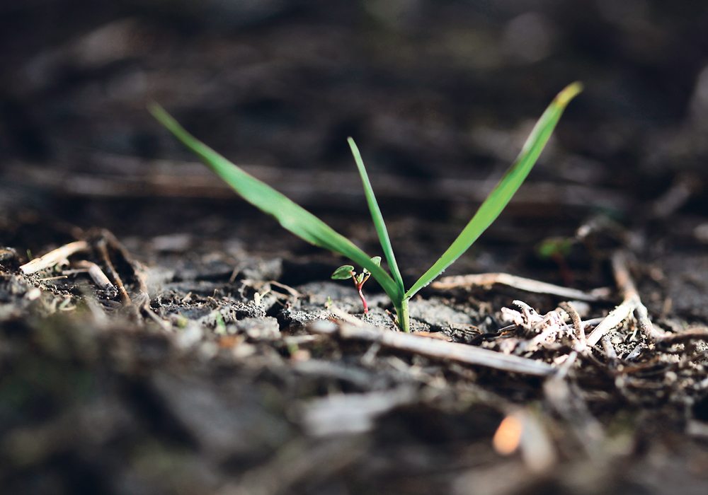 Wild oats are a tough problem in wet years, when they can show their true populations and break from the soil in large numbers, also creating resistance opportunities.  | Michael Raine photo