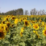 In February, PepsiCo announced it would be closing its Spitz sunflower seed processing plant in Bow Island, Alta. later this year. While the company said it would continue to buy confectionary sunflowers in Canada, due to the closure they are currently delayed on deliveries and many farmers have had to hold onto last year's crop. | File photo