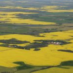 Production of Canada's biggest crop, canola, has expanded rapidly in recent years amid strong demand for the vegetable oil it produces. But the other processed canola product, meal, takes a backseat to U.S. soymeal to feed certain livestock, due to a reduced protein level. | File photo