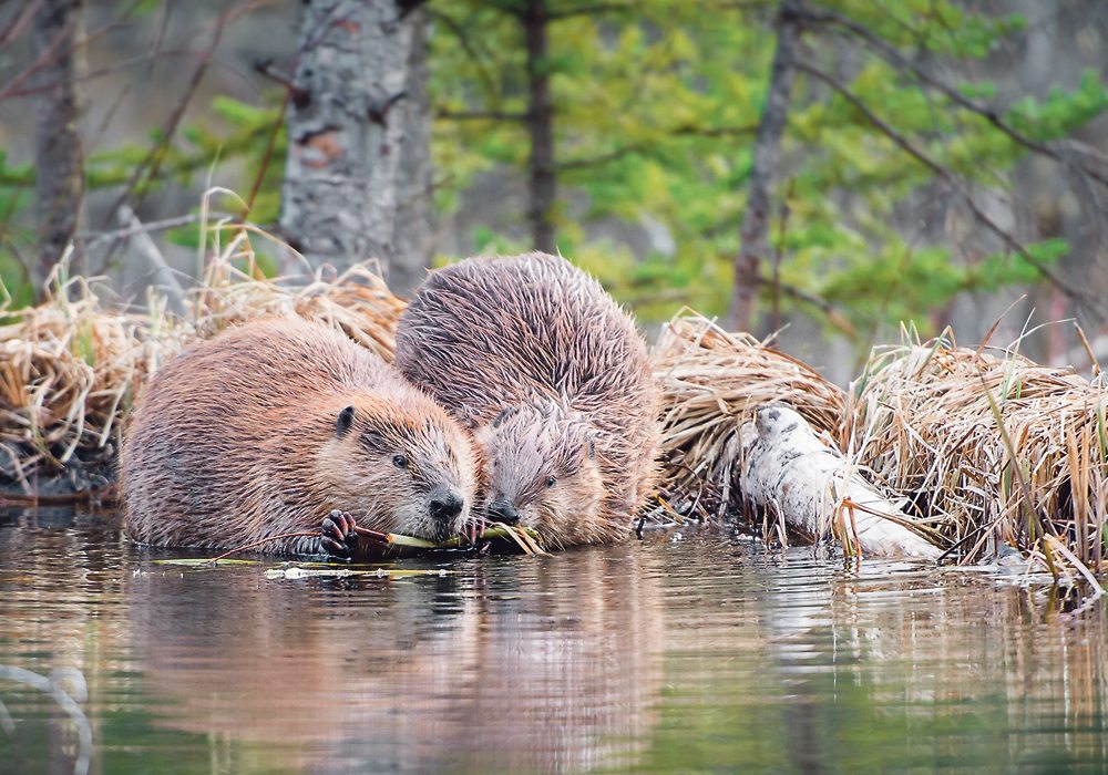 The beavers have been working hard on the ZZZ Ranch south of Fir Mountain, Sask., this spring, forcing owner Kai Lee to break up dams to get the creek flowing again. | Getty image