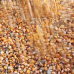 Forecasted ending stocks for corn could result in a 39 day supply if stocks from China and the U.S. are removed, which would be the same level it was at six years ago when corn prices spiked to a record of more than $8 per bushel. | Reuters photo