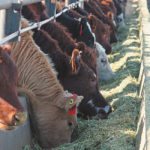 Feed wheat and barley prices are expected to stay supported throughout the summer, especially for barley because supplies are starting to dwindle. | File photo