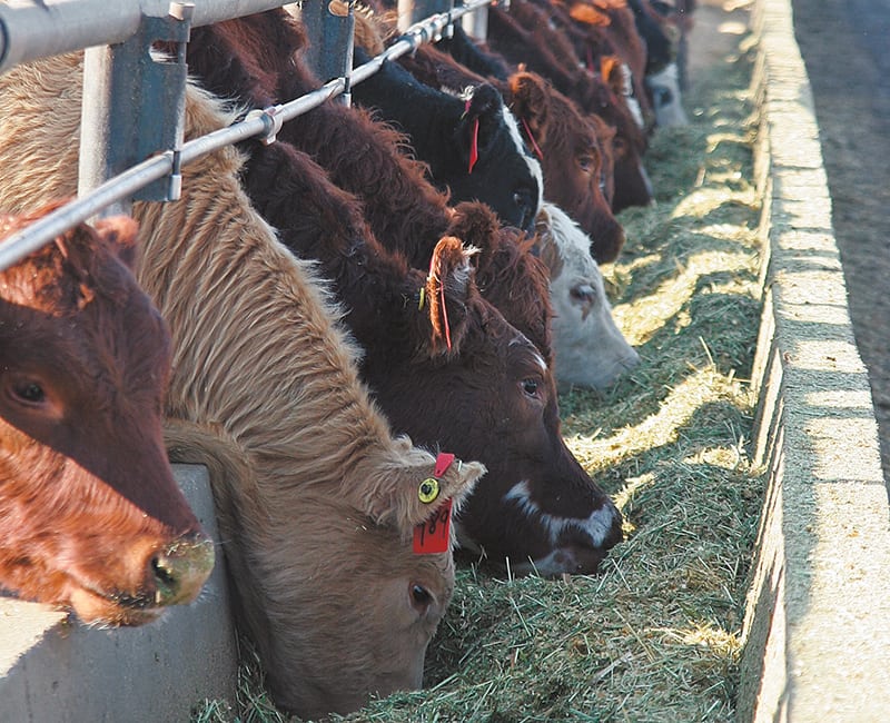 Feed wheat and barley prices are expected to stay supported throughout the summer, especially for barley because supplies are starting to dwindle.  |  File photo