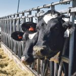 Economist Danny LeRoy concedes that eliminating supply management would result in severe losses to producers, but there would also be benefits.  |  File photo