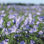 Flax has not generally been part of the mainstream milk mix, leaving most of that grocery cabinet space to soy, almond, coconut and other milk surrogates. | File photo