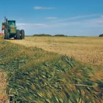 Barley is the predominant choice for silage in Alberta and Saskatchewan. | File photo