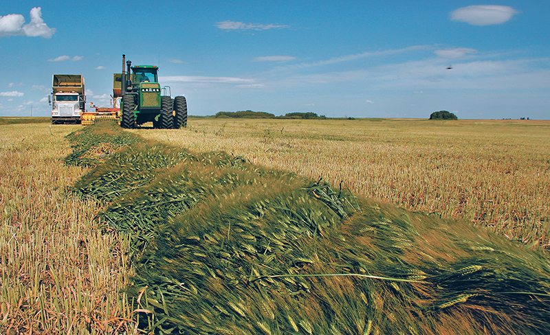 Barley is the predominant choice for silage in Alberta and Saskatchewan.  |  File photo
