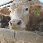 Fed cattle are given highly fermentable grain diets that can increase the rate and extent of fermentation within the rumen and consequently the rate of acid production. | File photo
