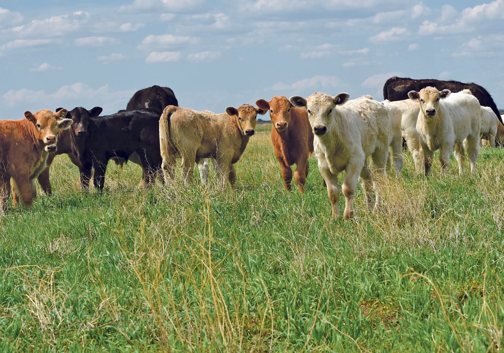 Cows and calves at Spur Ridge Cattle Co. Ltd. near Craik, Sask., are able to go out on grass, but producers still providing stored feed to their cattle face some risks.  |  Mickey Watkins photo
