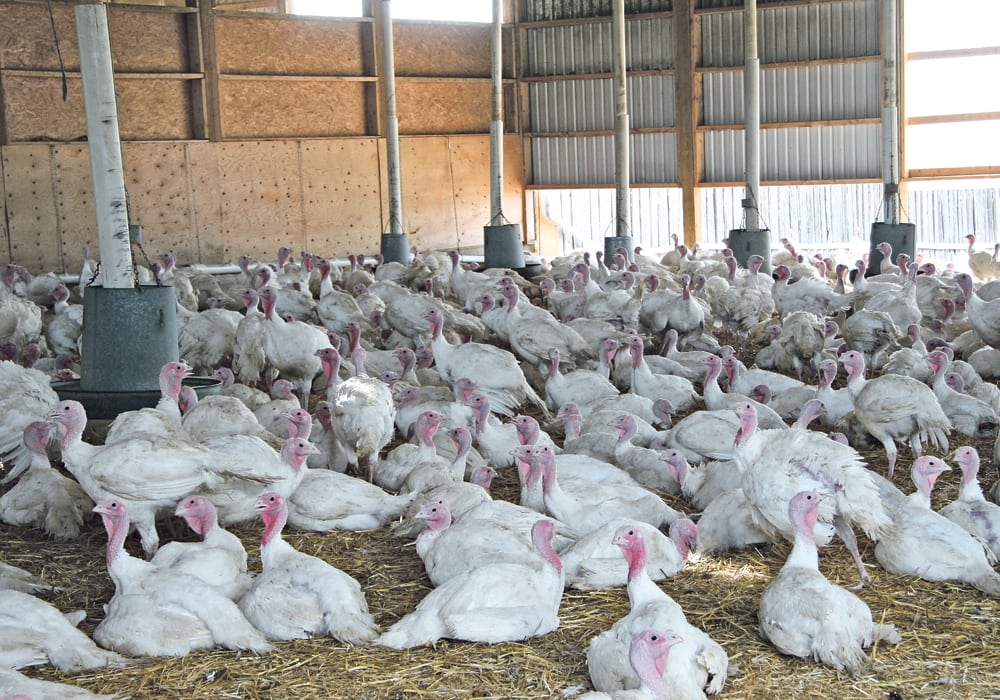 The provincial turkey association says the change would ensure more producers are following food safety and handling standards, but smaller producers say it could put them out of business.  |  File photo