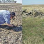 Bev Biggeman searches for seed (left). Seeding required dodging rock piles, fence posts, sloughs and a lone willow tree. | Robert Horne photo (left) Bev Biggeman photo (right)