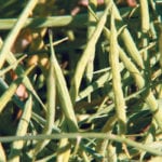 Canadian canola could be vulnerable to Chinese trade actions now that Canada has pulled the plug on an investment venture. | File photo