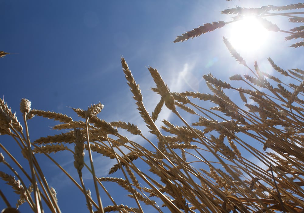 The Weather Network is forecasting a hot and dry summer for the Canadian Prairies with the exception of early June when it will be the opposite. | File photo
