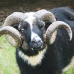 An Icelandic ram takes a close look at a visitor. | Barbara Duckworth photo