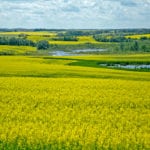 The ICE Futures Canada canola market could be going on a choppy ride this summer as weather challenges and the topsy-turvy world of international trade battles threaten to fill the next few months with volatility. | File photo