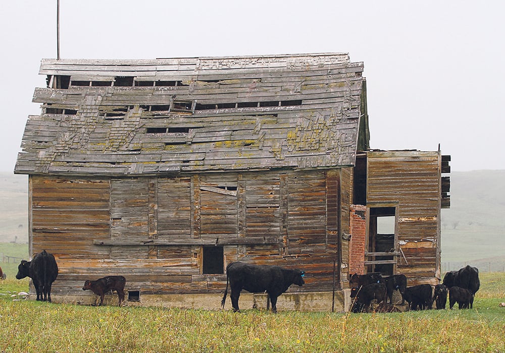 A shortage of feed this spring may prompt ranchers to make plans to avoid the same thing next year.  | File photo