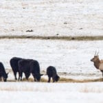 Ranchers in some regions of B.C. say they experience extensive feed losses due to elk. | Mike Sturk photo