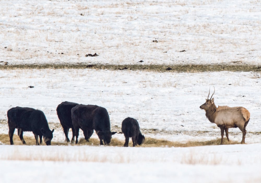 Ranchers in some regions of B.C. say they experience extensive feed losses due to elk.  |  Mike Sturk photo