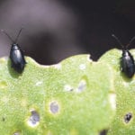 Flea beetles often target canola, attacking the leaf and stem. | File photo