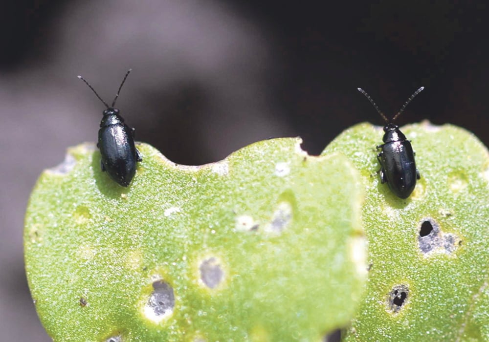 Flea beetles often target canola, attacking the leaf and stem.  |  File photo