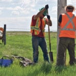 A cow in the Hays Grazing Association pasture observes a pole inpection crew. Depending on location, crews must contend with gophers, bears and even cougars on occasion. Also mosquitoes. | Barb Glen photo