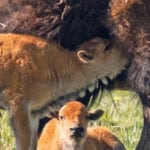 A young bison calf feeds northwest of Bezanson, Alta. May 29 | Randy Vanderveen photo