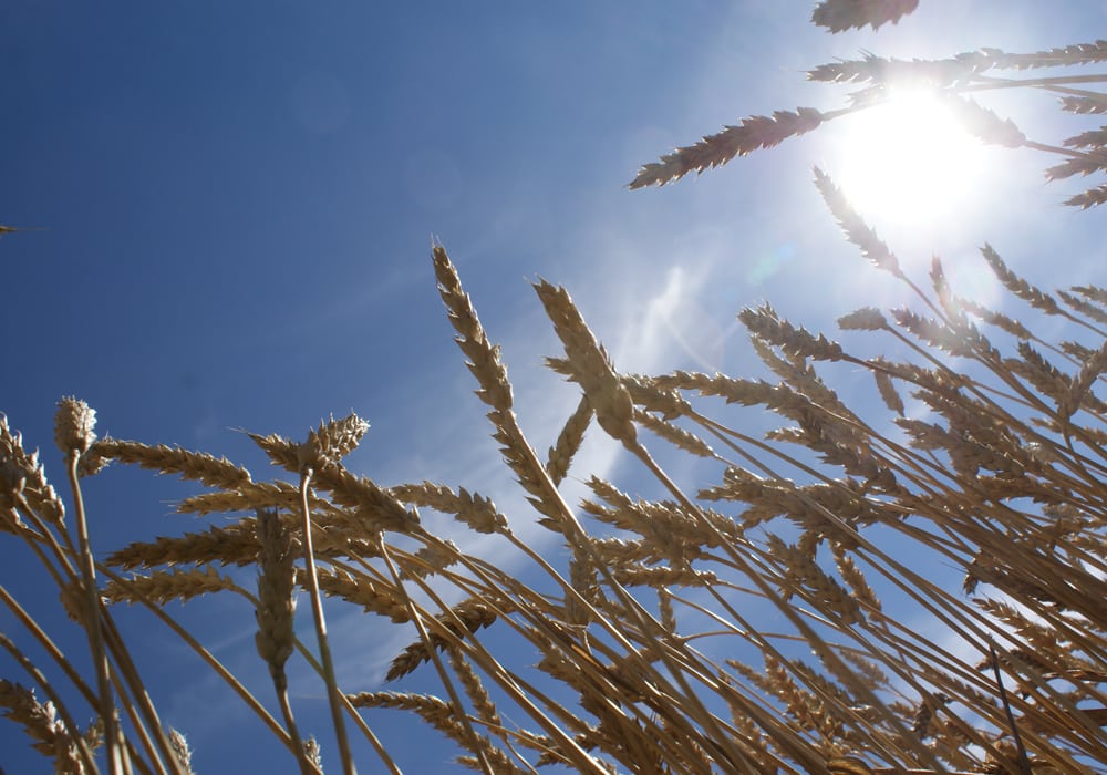 American forecast models, Weather Network models and Environment Canada computer models all point to a warmer than normal summer for most of Canada.  | File photo