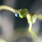 The fate of two neonicotinoid seed treatments, applied to almost all of the canola and corn seeds in Canada and a portion of the soybean seeds, will be decided this summer.
| File photo