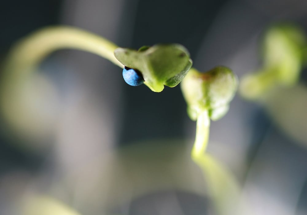 The fate of two neonicotinoid seed treatments, applied to almost all of the canola and corn seeds in Canada and a portion of the soybean seeds, will be decided this summer.  | File photo