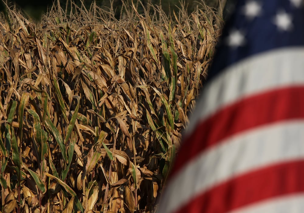 The Chinese government sold 48.8 million tonnes of corn at auctions held between May and September of 2017. | File photo