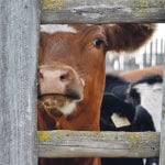 Before summer pasture turnout, cattle should be treated to ensure vaccinations are up to date and fly or worm control is provided if necessary. | Robyn Wheat photo