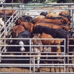 B.C. cattle producers will start paying a $5 checkoff for each animal sold as of July 1. | File photo