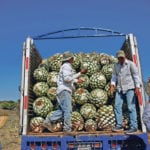 Farmers, also known as jimadores, load blue agave hearts onto a truck after harvest in Tequila, Jalisco, Mexico. | REUTERS/Carlos Jasso