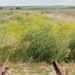 Little-used sections of rail line like this one can be found across the Prairies. APAS president Ian Boxall says if Ottawa is serious about re-establishing the Port of Churchill as a viable export route for prairie grain, it should focus its regulatory efforts on re-opening the Tisdale subdivision in northeastern Saskatchewan. | WP photo illustration