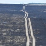 The area near Hilda, Alta., that burned last fall in a wildfire is no longer black but damage to pasture and cropland remains evident. | File photo