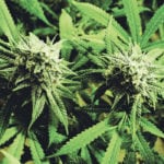 The federal government will tax cannabis as an excise duty, much the same as duties on tobacco and alcohol. | Getty Images