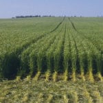 Controlled traffic farming takes the tramline concept one step further by totally eliminating all tire traffic from 65 to 80 percent of the field. Every implement track width must fit into a multiple of the chosen tramline width, which is easier said than done. | Bruce Barker photo