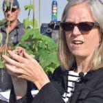 Agriculture Canada research scientist Syama Chatterton said dry conditions this year have not been conducive to growing diseases in her pea disease nursery at Lethbridge. | Barb Glen photo
