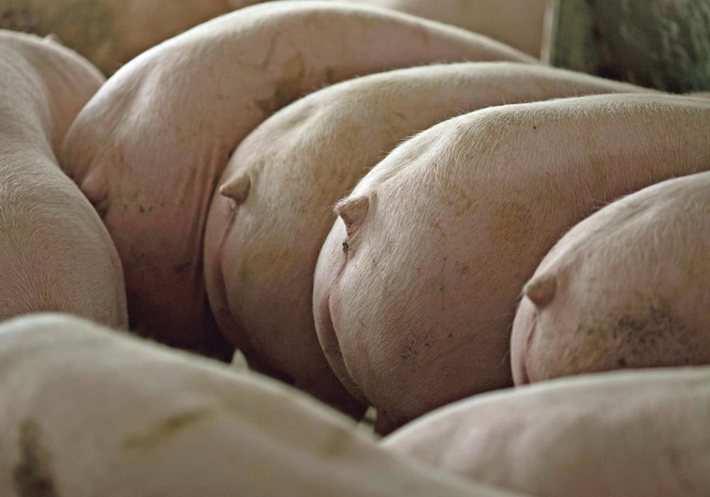 Pigs nearing market weight stand in a pen at Duncan Farms in Polo, Illinois, earlier this year. The industry has been rocked by recent disputes with the United States’ trading partners.  |  REUTERS/Daniel Acker photo