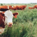 Removing livestock from much of the ranch and pastureland wouldn’t likely increase food production or sustainability. | File photo