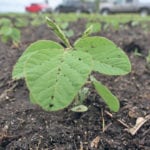 The spring high in new crop November soybeans was reached May 25 and the price has since fallen by almost 12 percent. | File photo