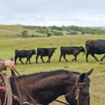 Smaller cattle organizations in the United States insist that the bigger groups, which support the North American Free Trade Agreement, don’t speak for the average producer. | REUTERS/Andrew Cullen photo