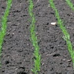 Satellite maps of vegetative growth on the Prairies indicate the crop is off to a poor start, but analysts say it has come roaring back in many areas.
| Robin Booker photo
