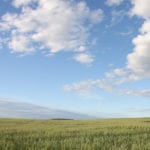 Wheat bids in Western Canada continued their downward spiral for the week ended June 22, as ongoing trade tensions between the United States and China weighed on U.S. futures. | File photo