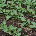 Canadian farmers likely planted more canola in 2018 than initial expectations, but industry participants generally expect to see only minor adjustments when Statistics Canada releases its latest acreage estimates on June 29. | Robin Booker photo