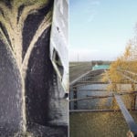 Canola and soybeans made up 86.5 percent of the 2016-17 increase in crop inventory value and 39.8 per cent of the total crop inventory values for 2017. | File photos